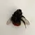 Red tailed bumble bee