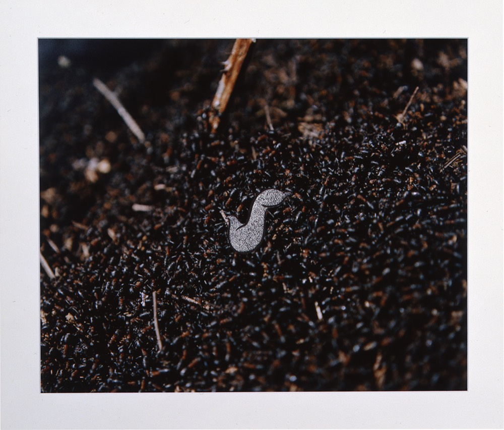 Ants #1