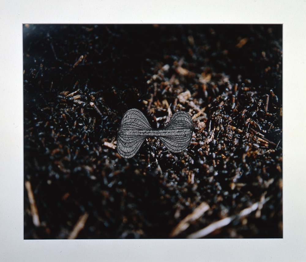 Ants #3